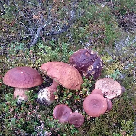 Horská chata Auroracabin *