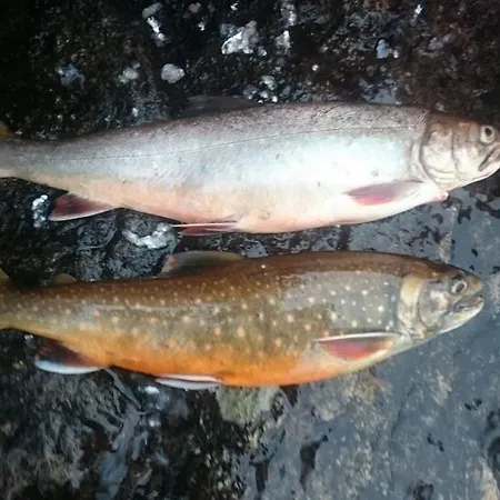 Domek alpejski Auroracabin