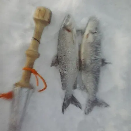 Alpesi faház Auroracabin Saariselka