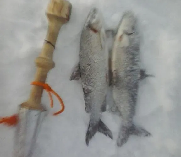 Chalet Auroracabin Saariselka